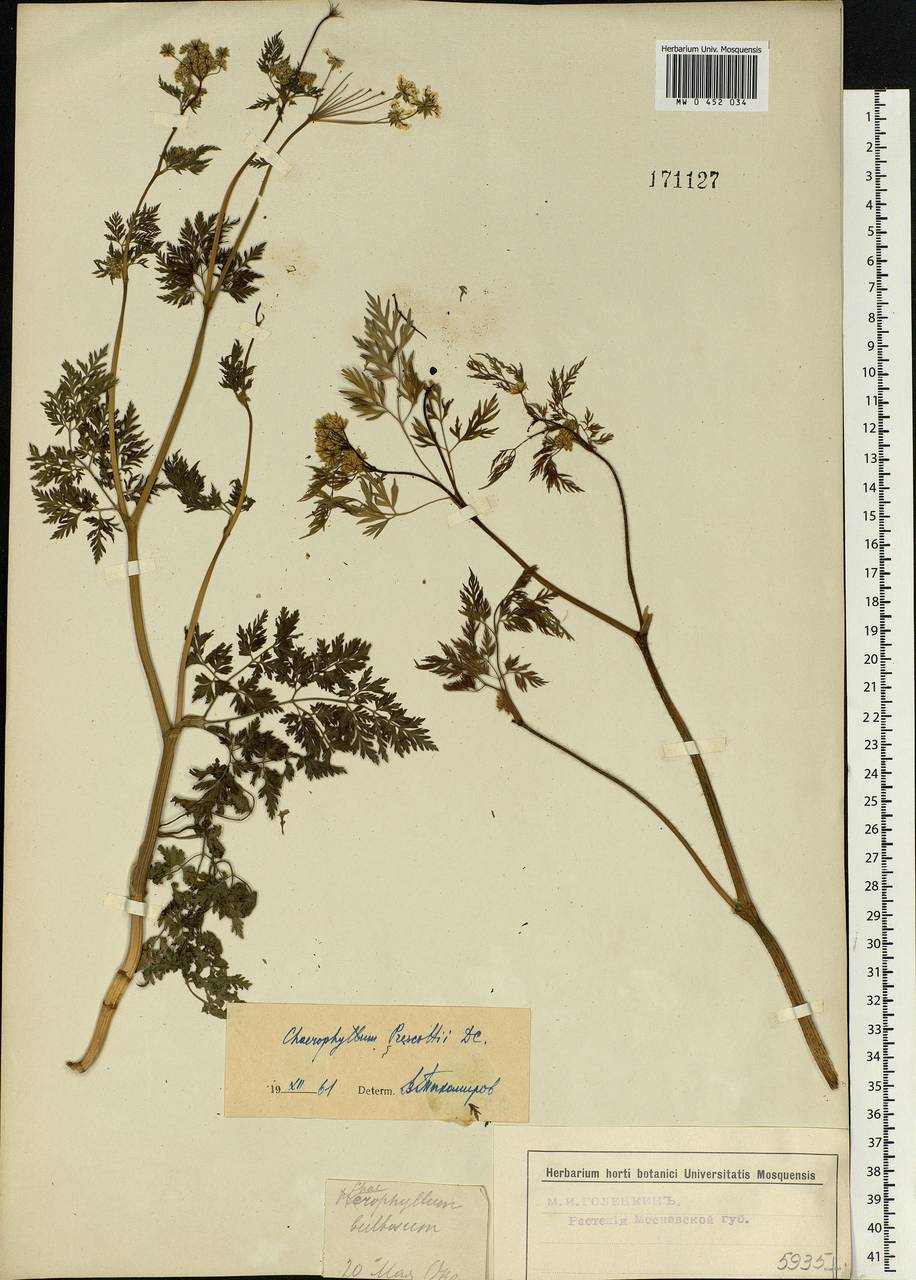 Chaerophyllum prescottii DC., Eastern Europe, Moscow region (E4a) (Russia)