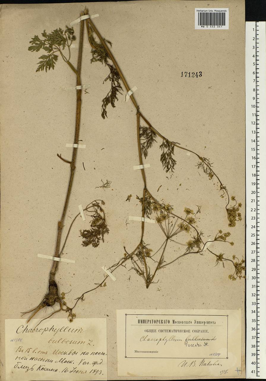 Chaerophyllum prescottii DC., Eastern Europe, Moscow region (E4a) (Russia)