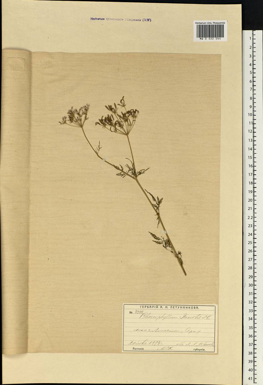 Chaerophyllum prescottii DC., Eastern Europe, Moscow region (E4a) (Russia)