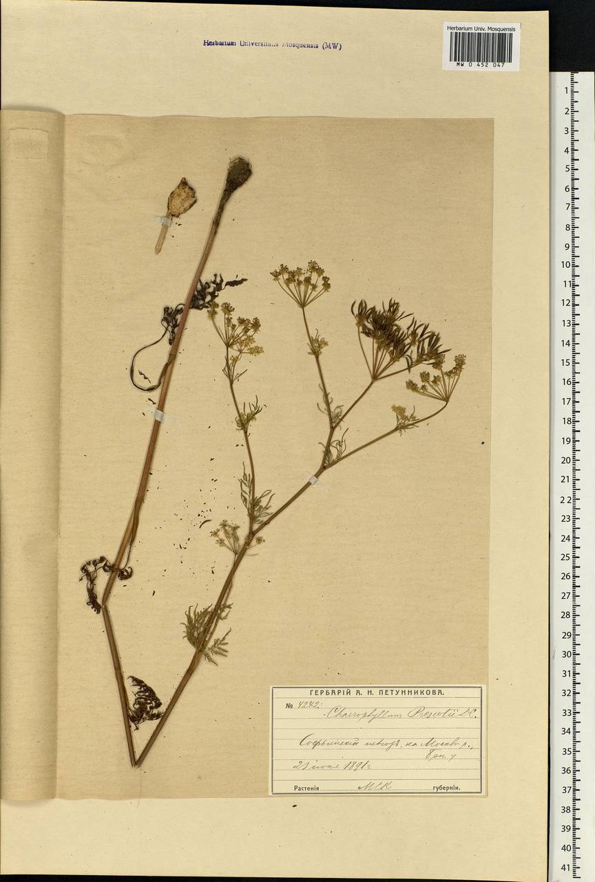 Chaerophyllum prescottii DC., Eastern Europe, Moscow region (E4a) (Russia)