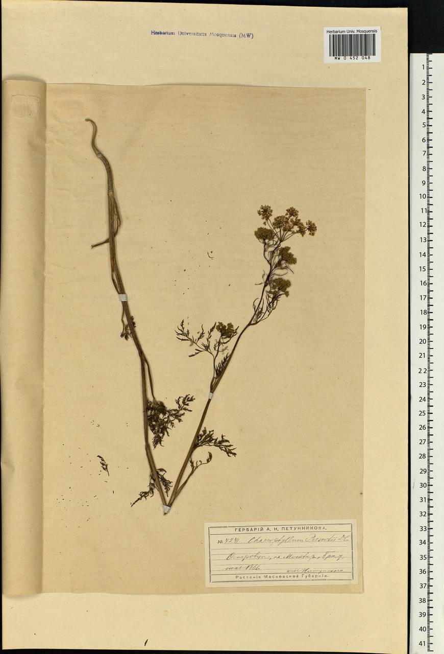 Chaerophyllum prescottii DC., Eastern Europe, Moscow region (E4a) (Russia)