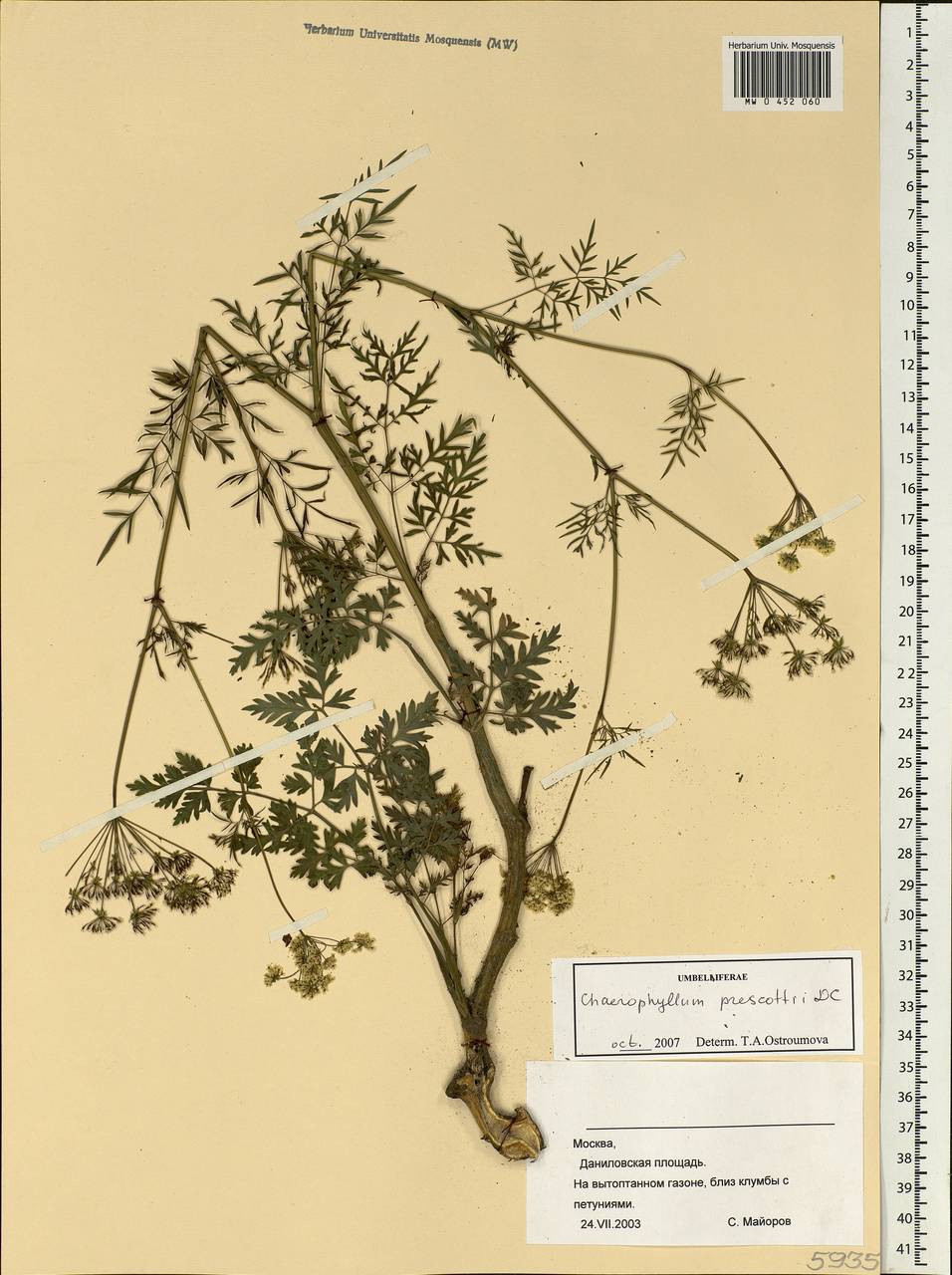 Chaerophyllum prescottii DC., Eastern Europe, Moscow region (E4a) (Russia)