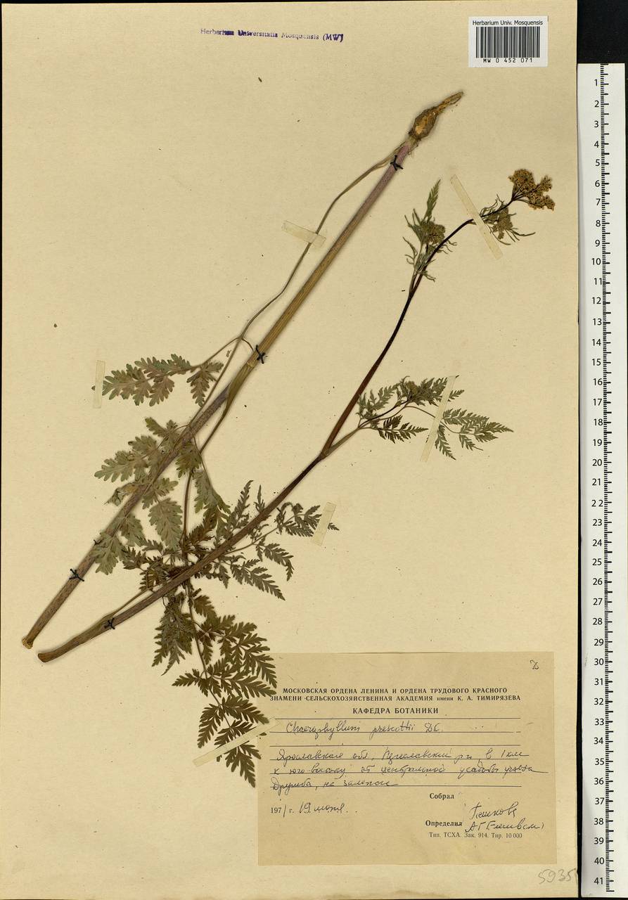 Chaerophyllum prescottii DC., Eastern Europe, Central forest region (E5) (Russia)