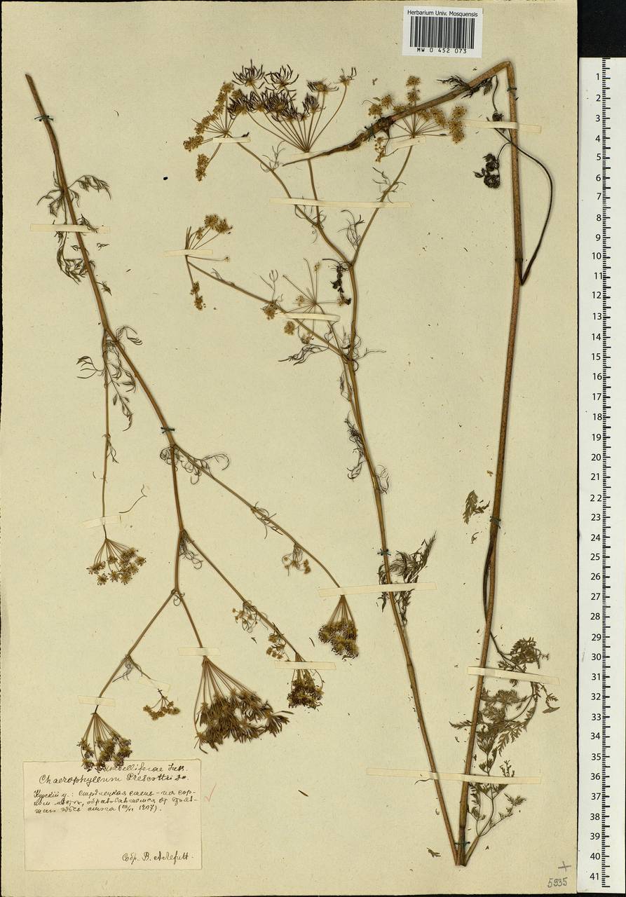 Chaerophyllum prescottii DC., Eastern Europe, Central forest-and-steppe region (E6) (Russia)