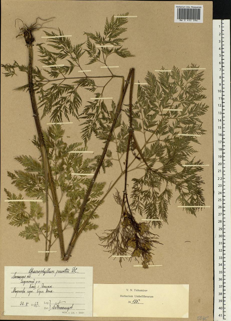 Chaerophyllum prescottii DC., Eastern Europe, Central forest-and-steppe region (E6) (Russia)