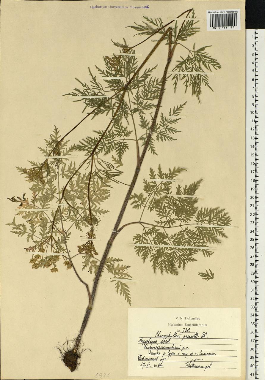 Chaerophyllum prescottii DC., Eastern Europe, Middle Volga region (E8) (Russia)