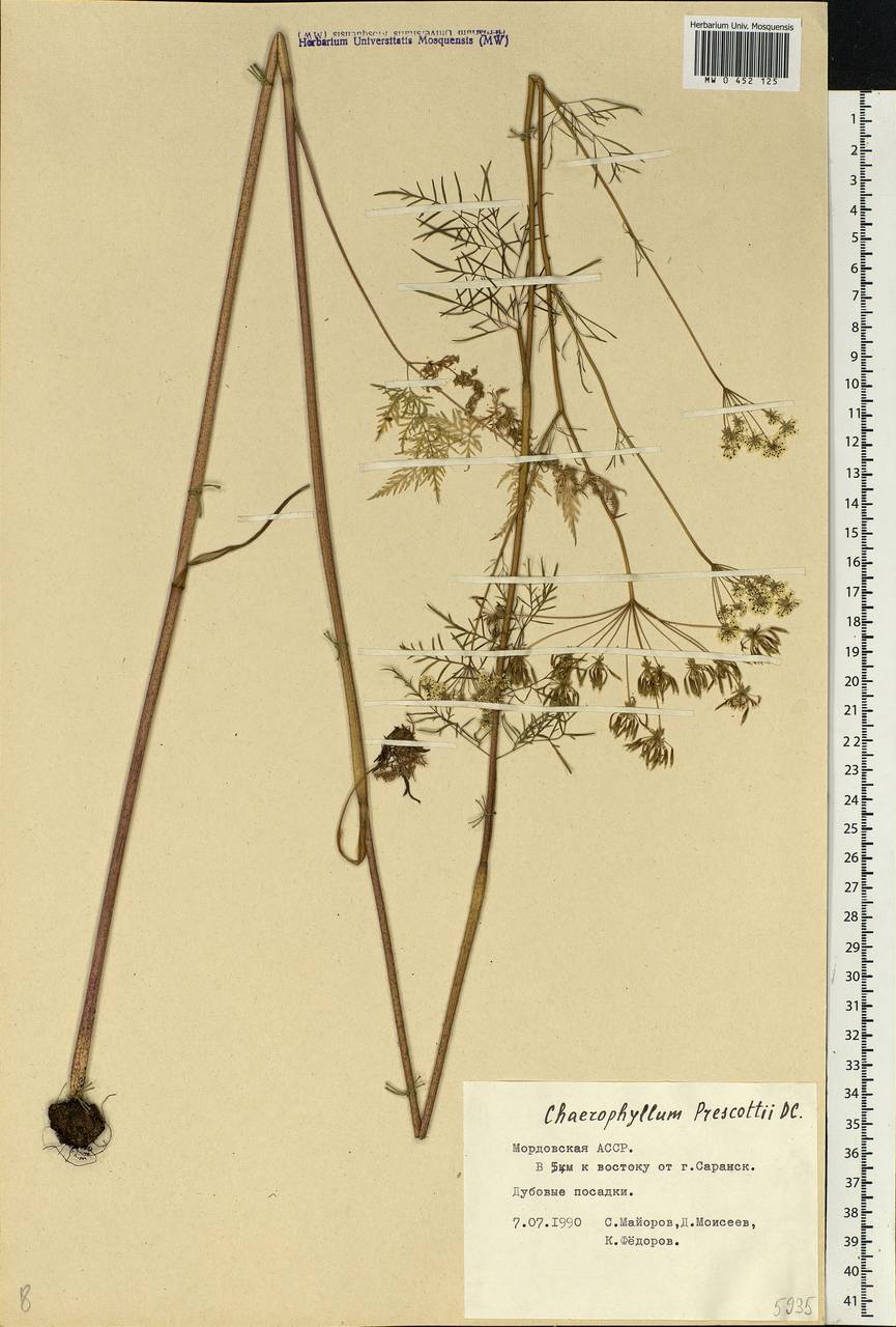 Chaerophyllum prescottii DC., Eastern Europe, Middle Volga region (E8) (Russia)