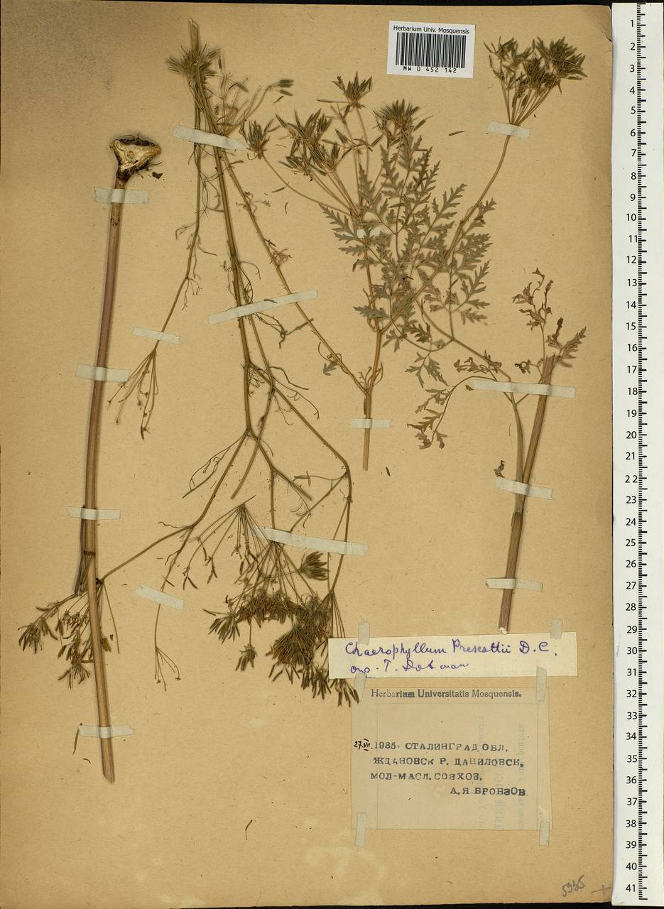 Chaerophyllum prescottii DC., Eastern Europe, Lower Volga region (E9) (Russia)