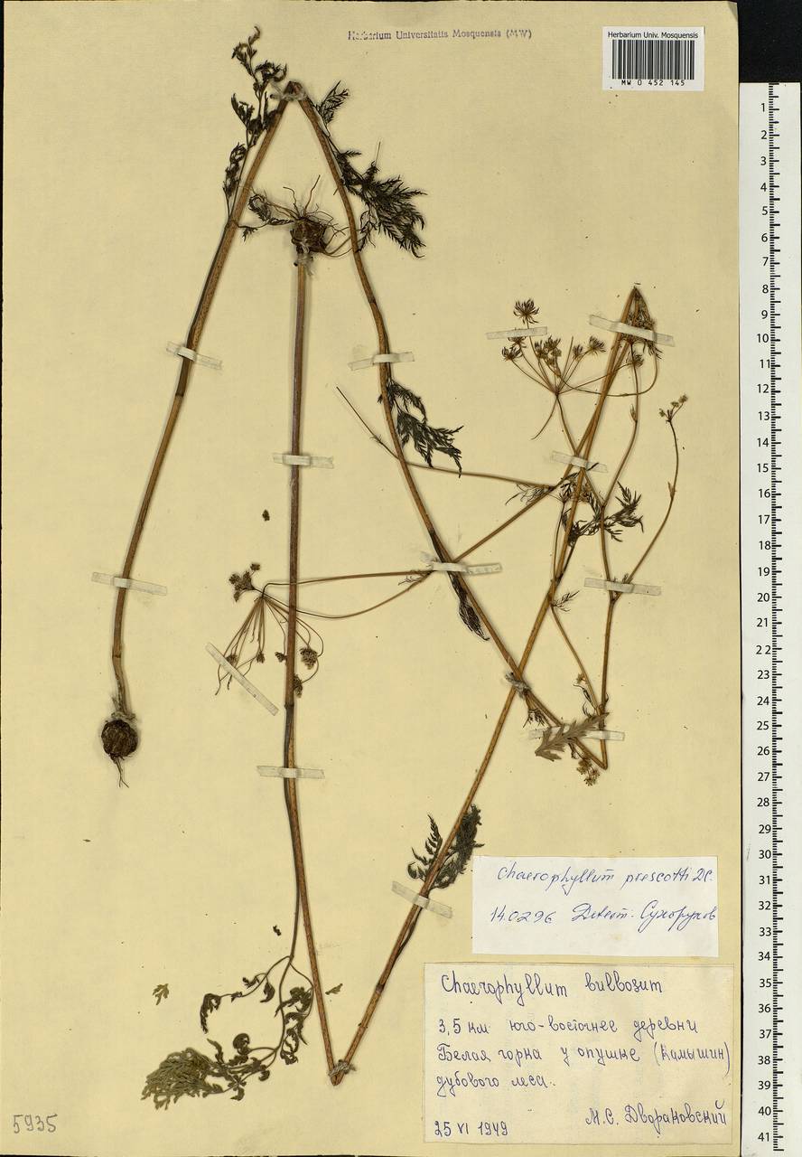 Chaerophyllum prescottii DC., Eastern Europe, Lower Volga region (E9) (Russia)