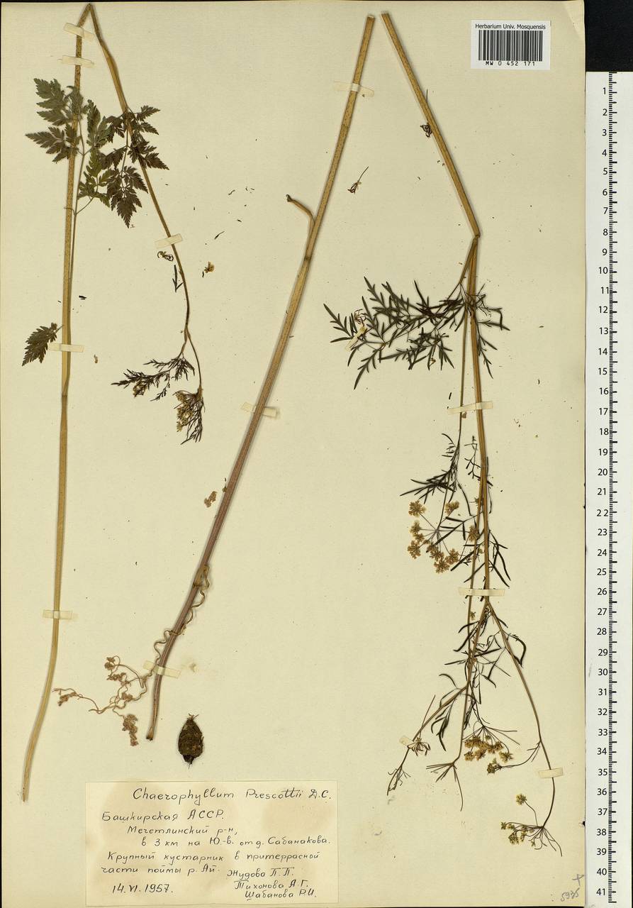 Chaerophyllum prescottii DC., Eastern Europe, Eastern region (E10) (Russia)