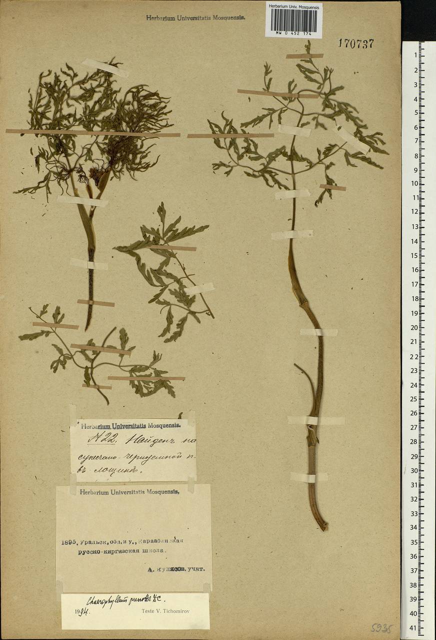 Chaerophyllum prescottii DC., Middle Asia, Caspian Ustyurt & Northern Aralia (M8) (Kazakhstan)