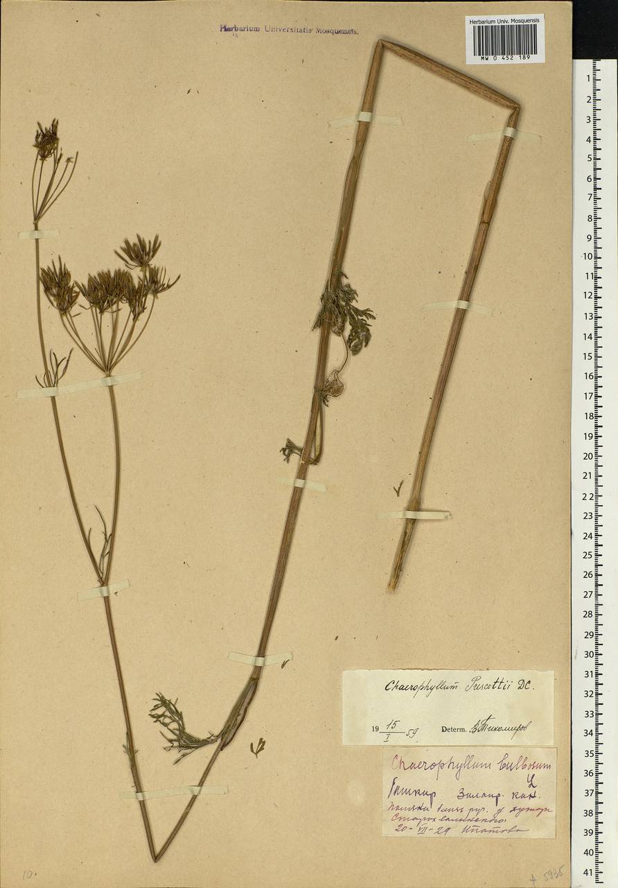 Chaerophyllum prescottii DC., Eastern Europe, Eastern region (E10) (Russia)