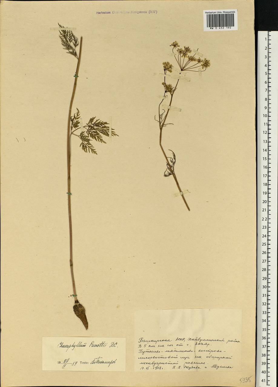 Chaerophyllum prescottii DC., Eastern Europe, Eastern region (E10) (Russia)