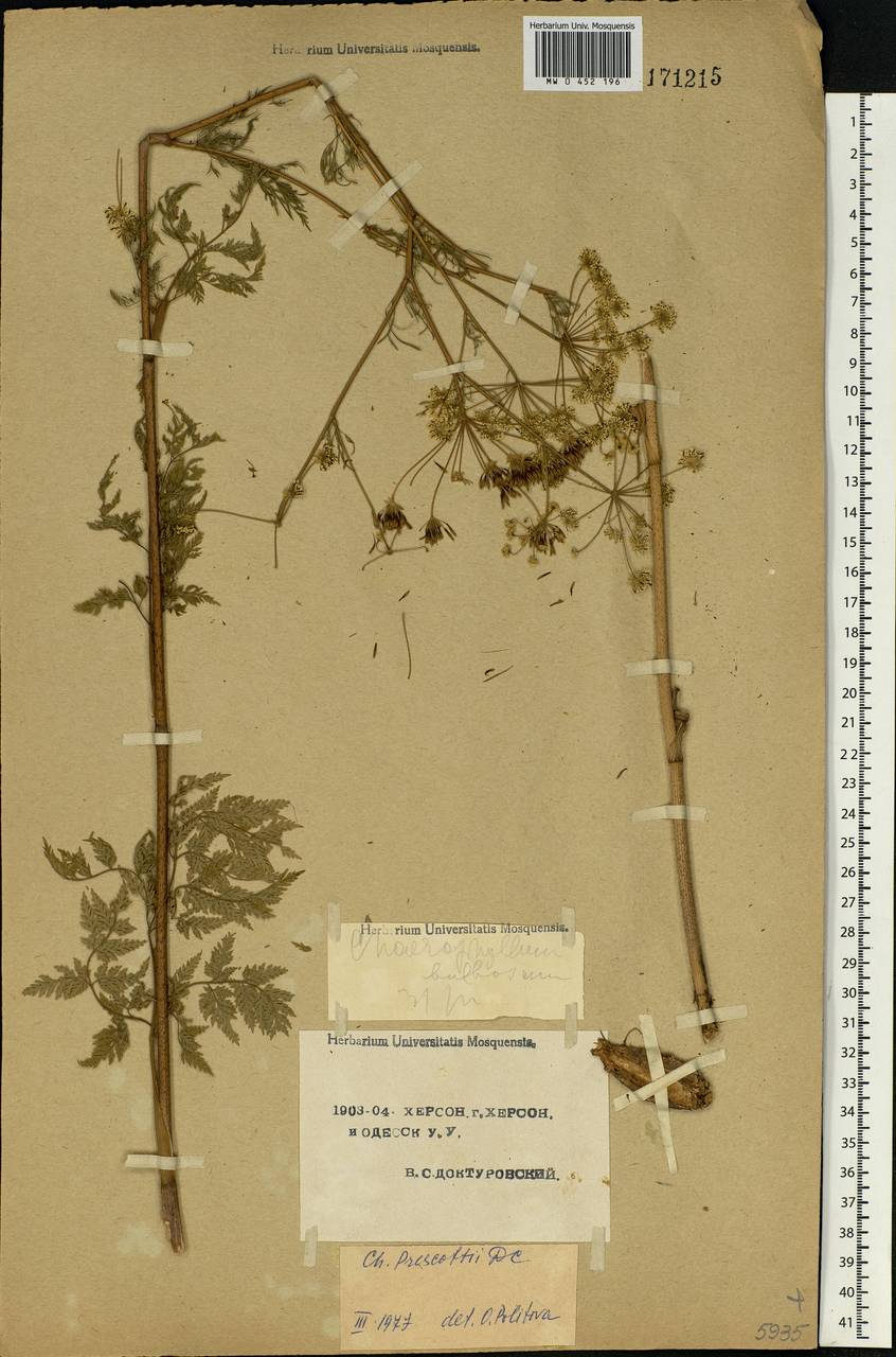 Chaerophyllum prescottii DC., Eastern Europe, South Ukrainian region (E12) (Ukraine)