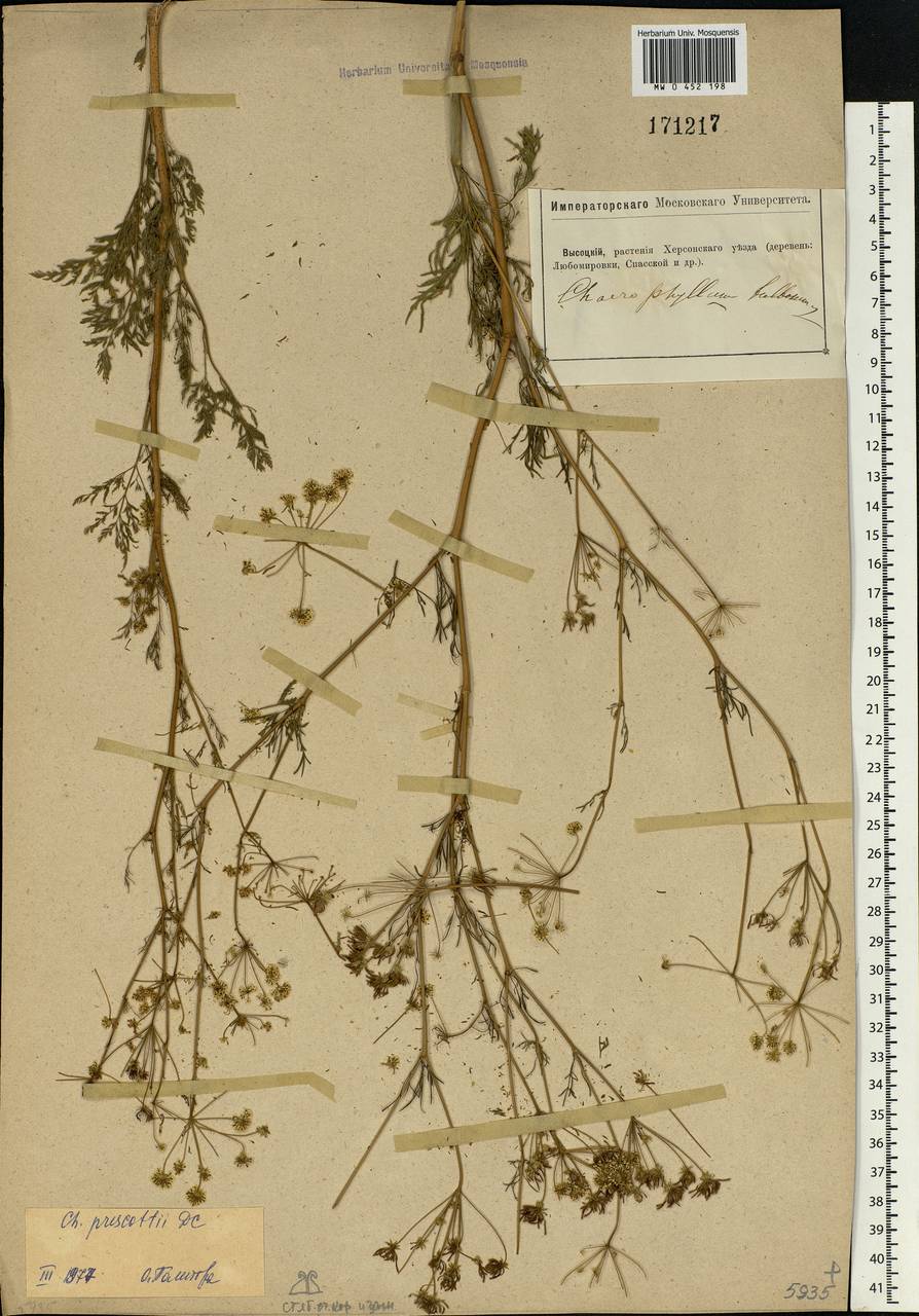 Chaerophyllum prescottii DC., Eastern Europe, South Ukrainian region (E12) (Ukraine)