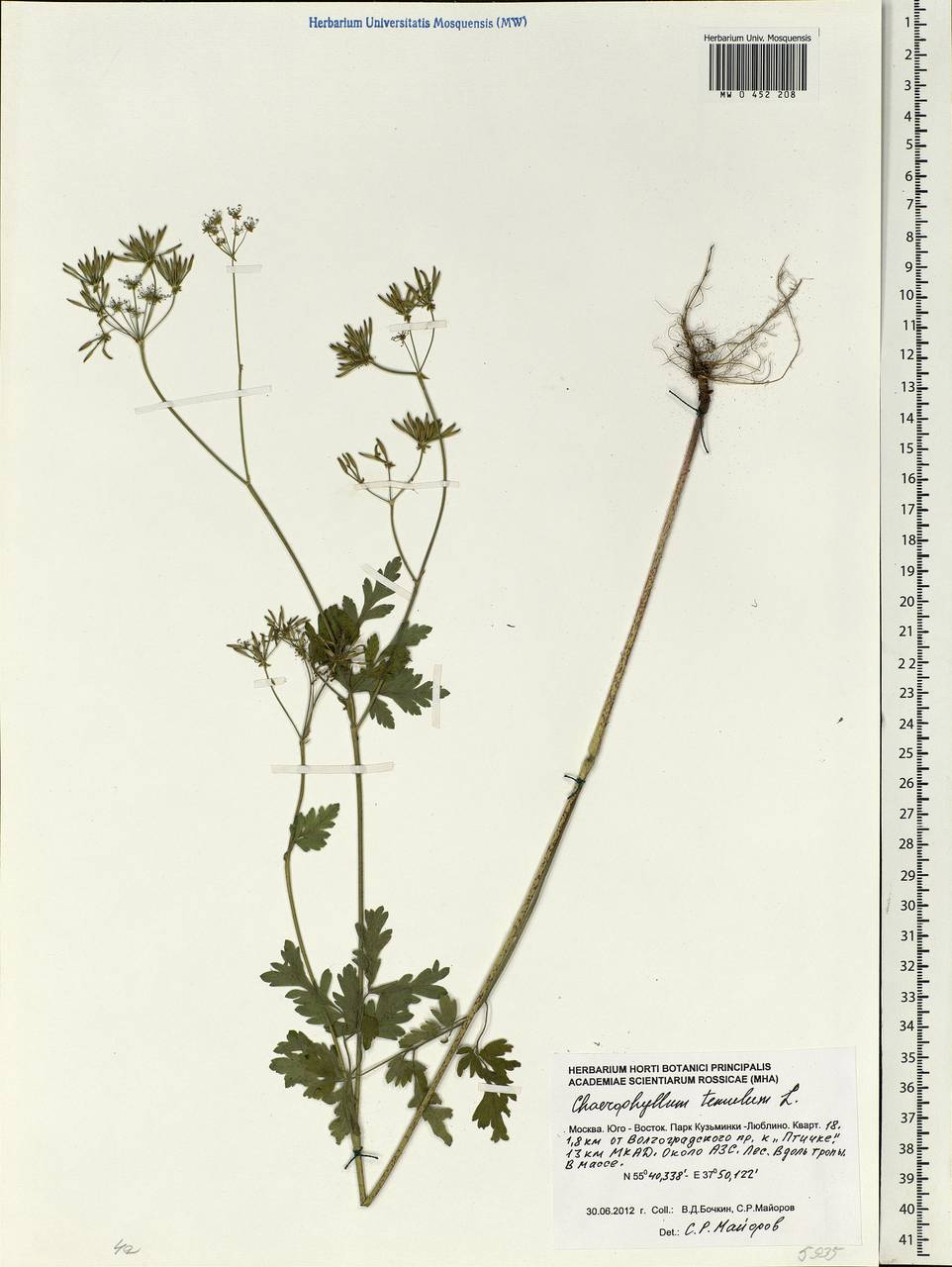 Chaerophyllum temulum L., Eastern Europe, Moscow region (E4a) (Russia)