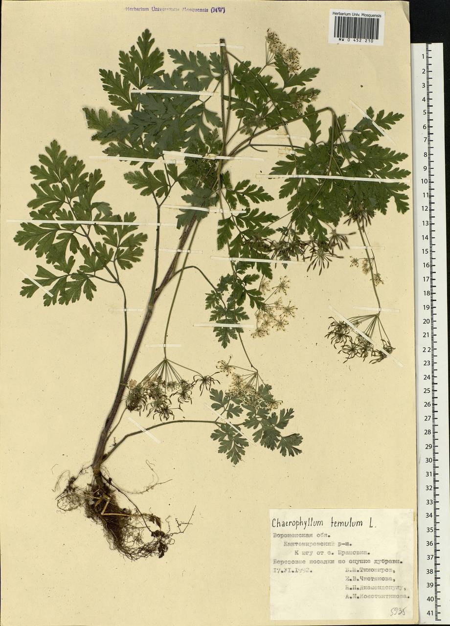 Chaerophyllum temulum L., Eastern Europe, Central forest-and-steppe region (E6) (Russia)