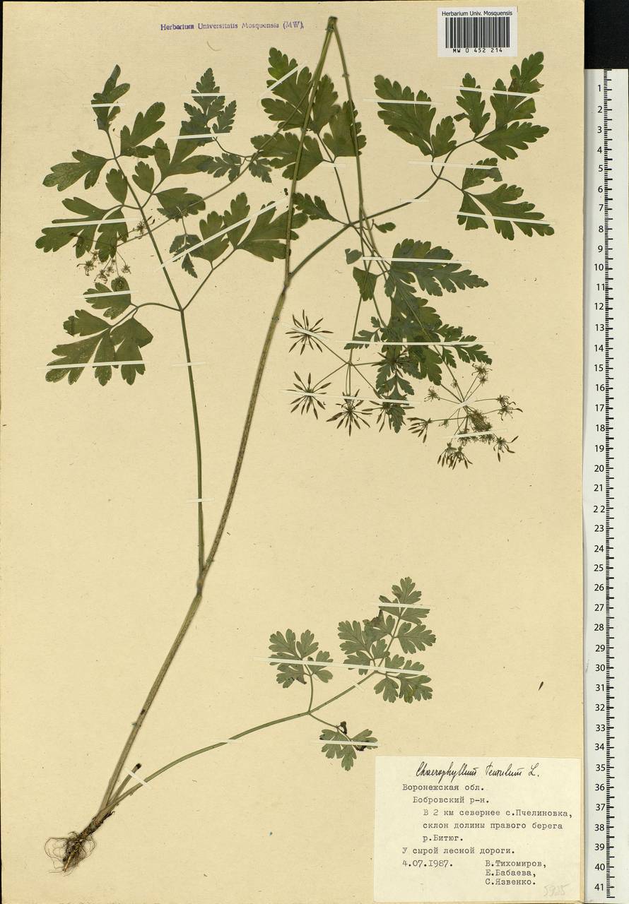 Chaerophyllum temulum L., Eastern Europe, Central forest-and-steppe region (E6) (Russia)