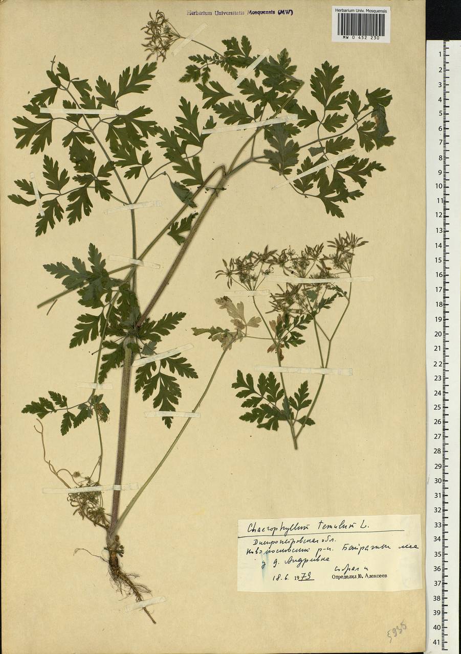 Chaerophyllum temulum L., Eastern Europe, South Ukrainian region (E12) (Ukraine)