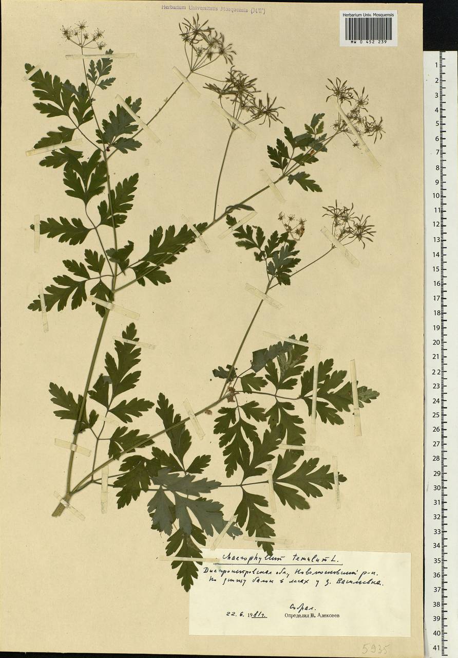 Chaerophyllum temulum L., Eastern Europe, South Ukrainian region (E12) (Ukraine)