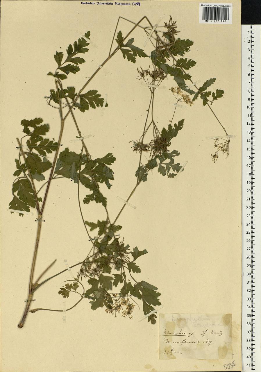 Chaerophyllum temulum L., Eastern Europe, North Ukrainian region (E11) (Ukraine)