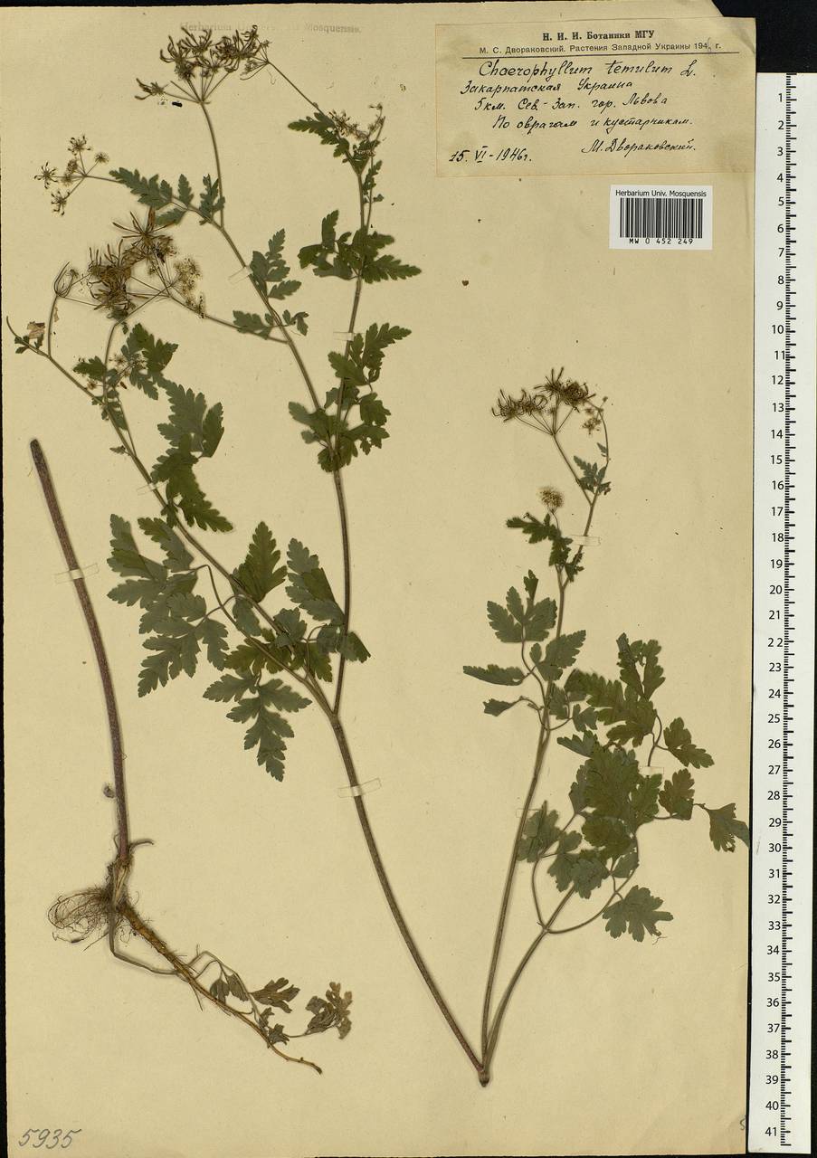 Chaerophyllum temulum L., Eastern Europe, West Ukrainian region (E13) (Ukraine)