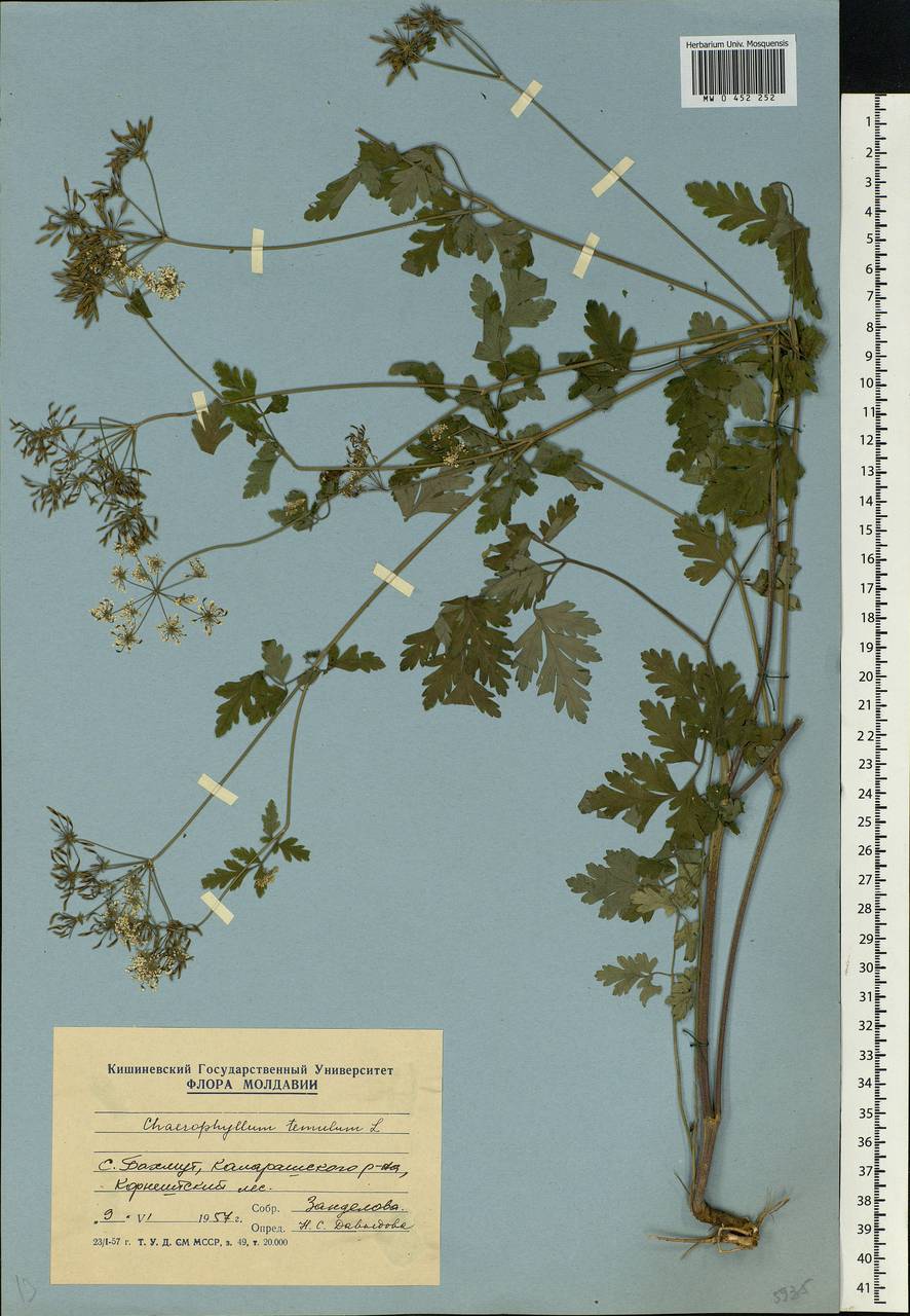 Chaerophyllum temulum L., Eastern Europe, Moldova (E13a) (Moldova)