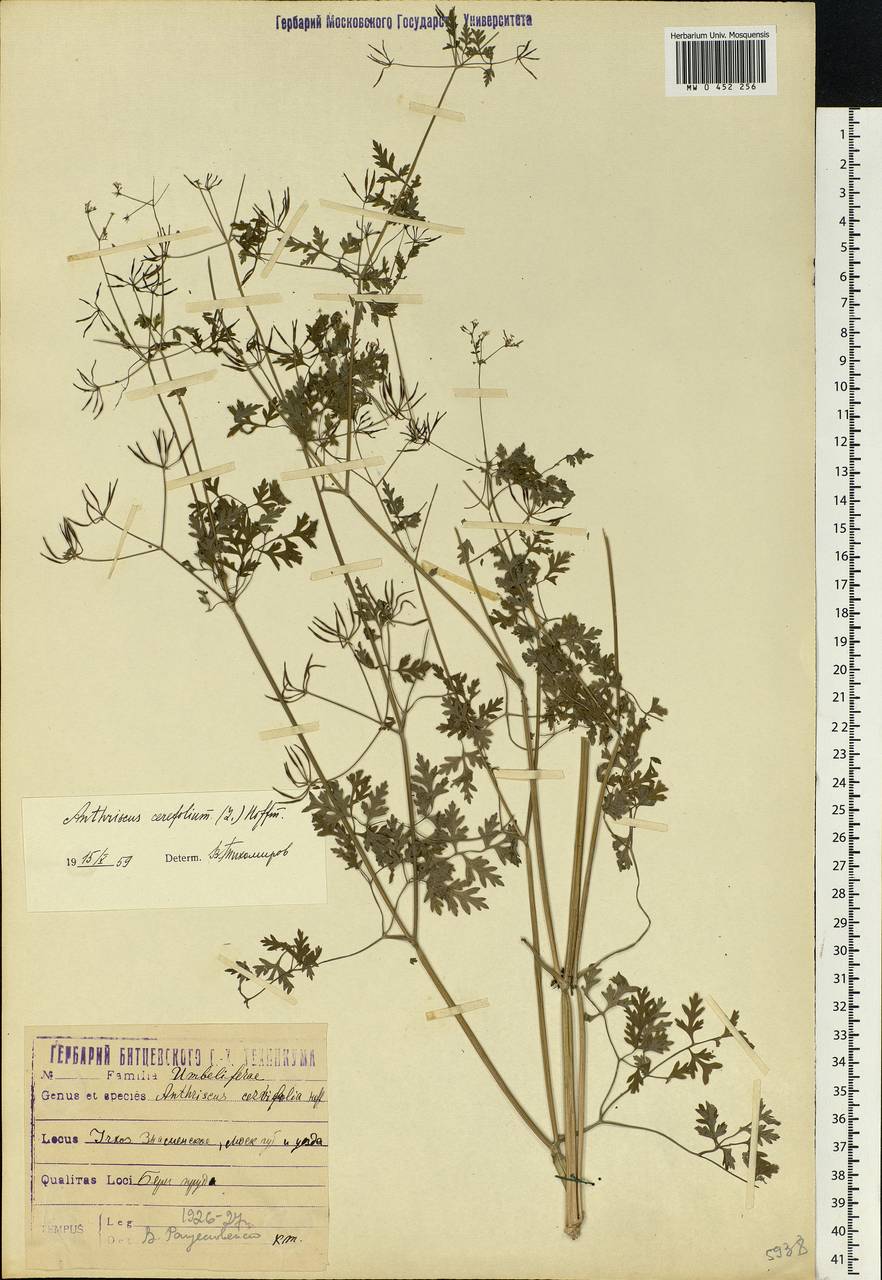 Anthriscus cerefolium (L.) Hoffm., Eastern Europe, Moscow region (E4a) (Russia)