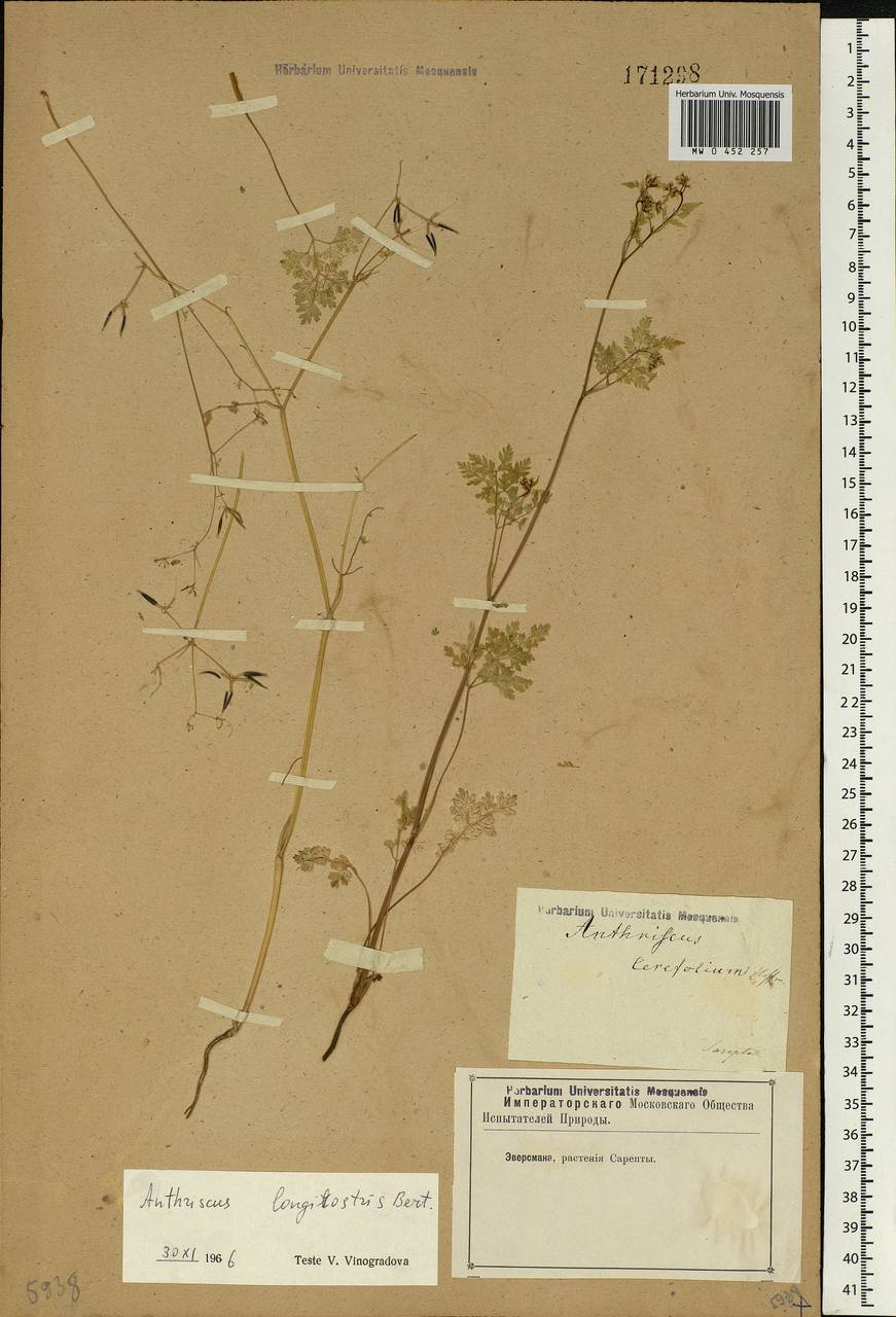 Anthriscus cerefolium (L.) Hoffm., Eastern Europe, Lower Volga region (E9) (Russia)