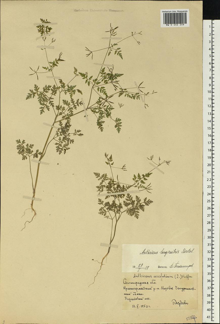 Anthriscus cerefolium (L.) Hoffm., Eastern Europe, Lower Volga region (E9) (Russia)