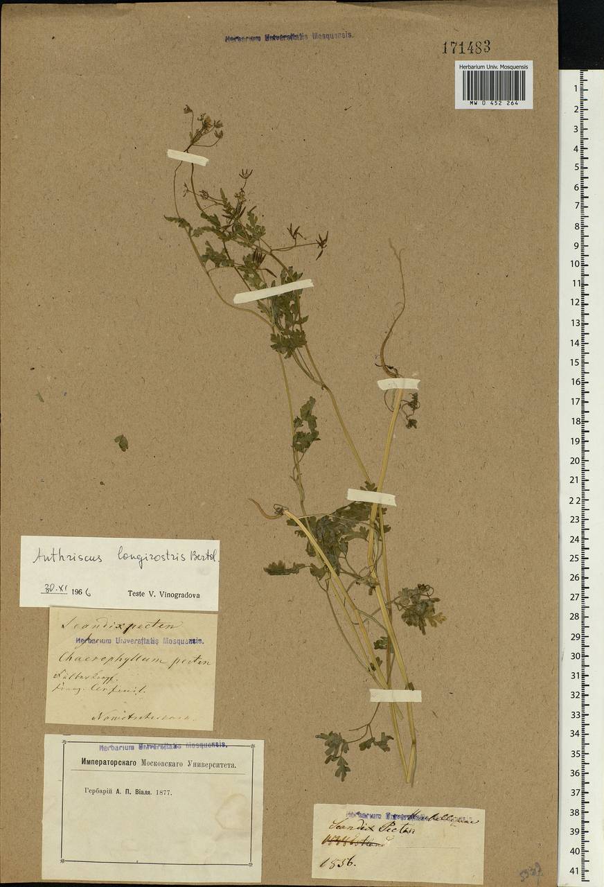 Anthriscus cerefolium (L.) Hoffm., Eastern Europe, Rostov Oblast (E12a) (Russia)