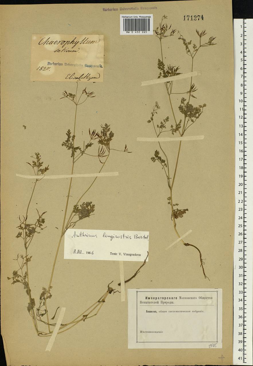 Anthriscus cerefolium (L.) Hoffm., Eastern Europe, South Ukrainian region (E12) (Ukraine)