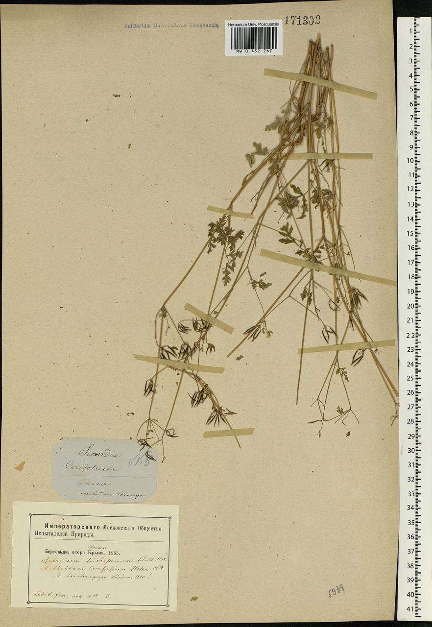 Anthriscus cerefolium (L.) Hoffm., Eastern Europe, South Ukrainian region (E12) (Ukraine)