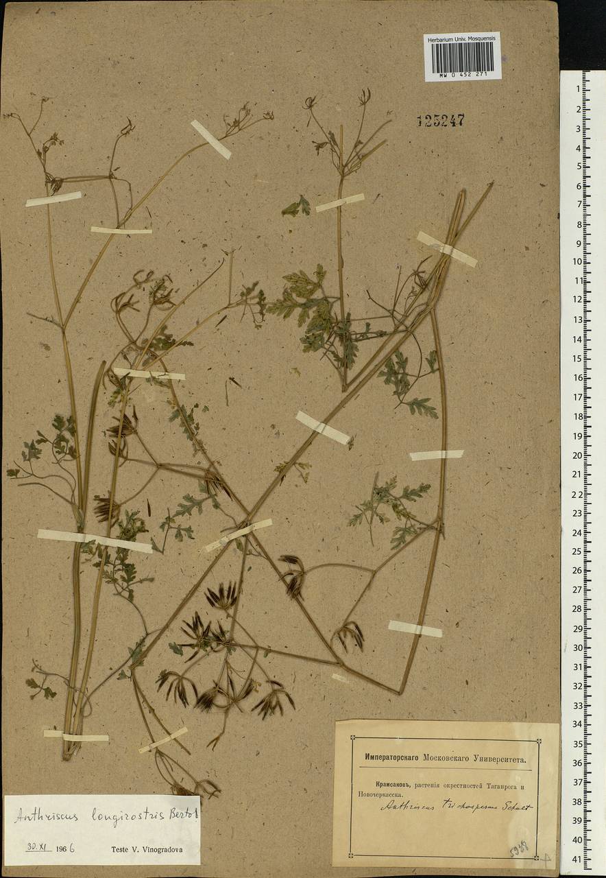 Anthriscus cerefolium (L.) Hoffm., Eastern Europe, Rostov Oblast (E12a) (Russia)