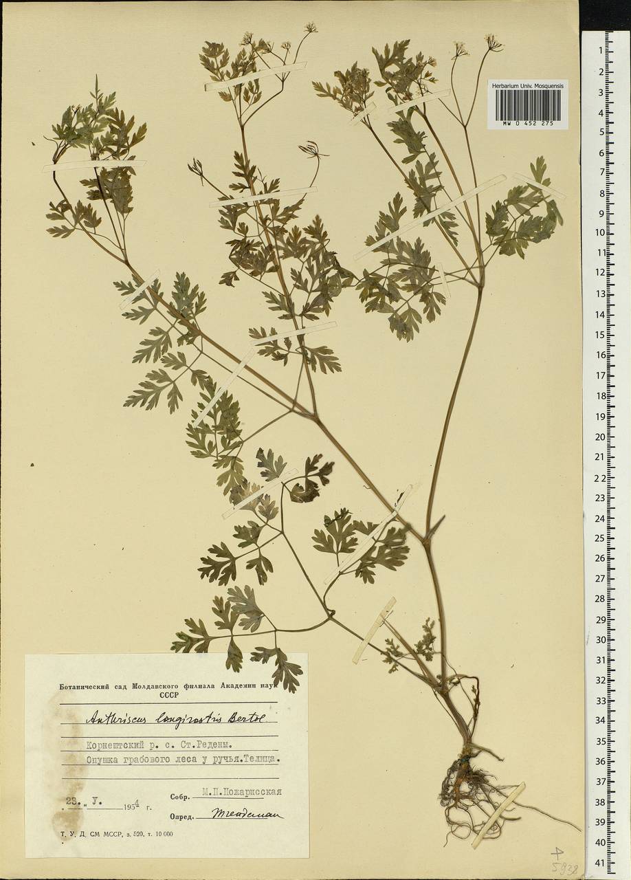 Anthriscus cerefolium (L.) Hoffm., Eastern Europe, Moldova (E13a) (Moldova)