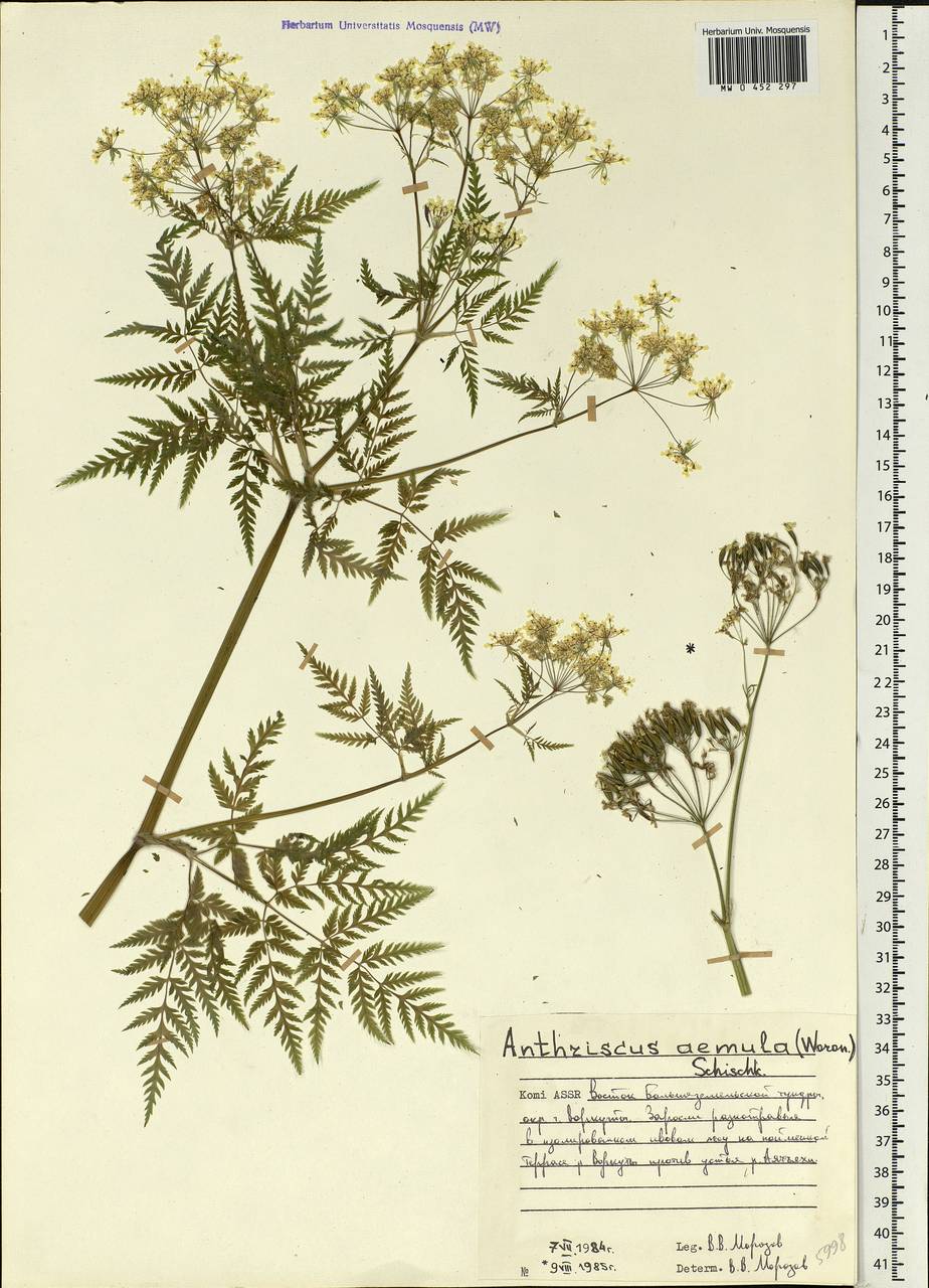 Anthriscus sylvestris (L.) Hoffm., Eastern Europe, Northern region (E1) (Russia)