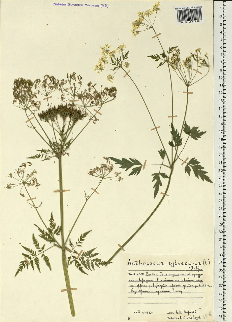 Anthriscus sylvestris, Eastern Europe, Northern region (E1) (Russia)