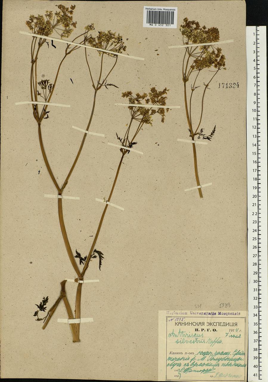 Anthriscus sylvestris, Eastern Europe, Northern region (E1) (Russia)