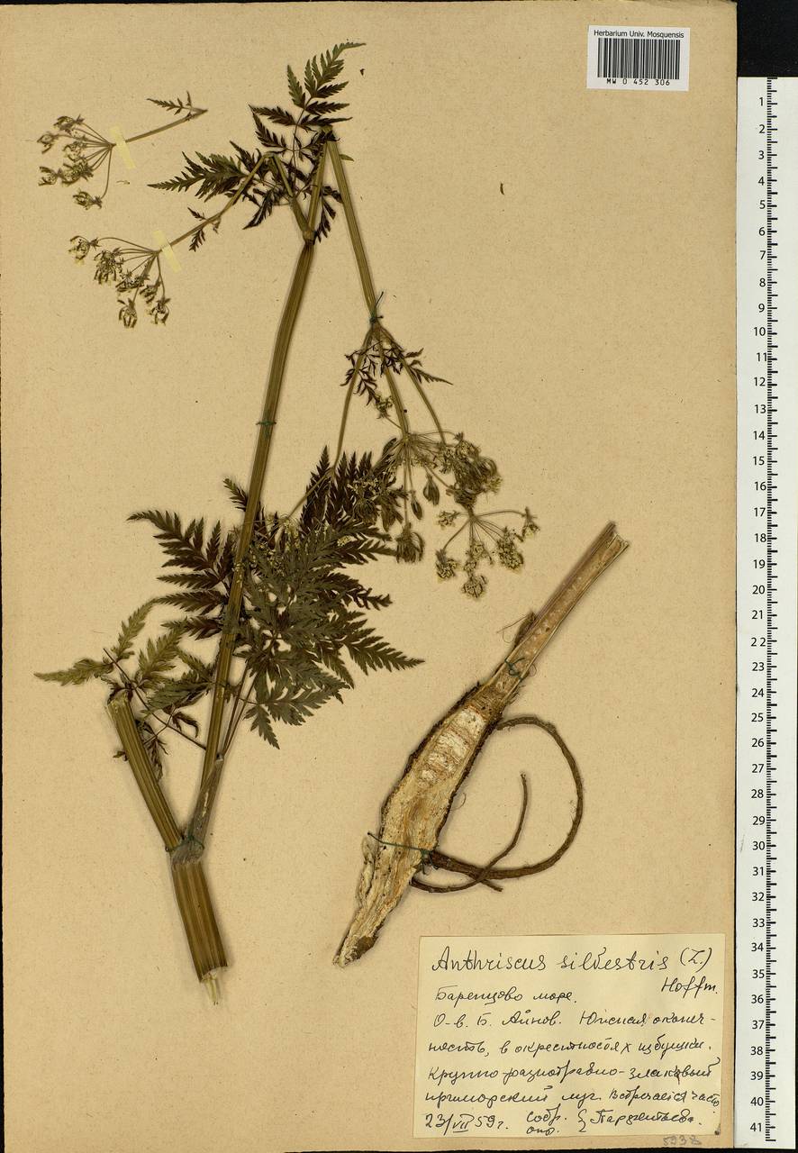 Anthriscus sylvestris, Eastern Europe, Northern region (E1) (Russia)