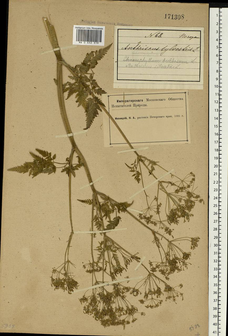 Anthriscus sylvestris, Eastern Europe, Northern region (E1) (Russia)