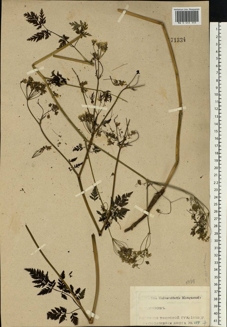 Anthriscus sylvestris (L.) Hoffm., Eastern Europe, North-Western region (E2) (Russia)