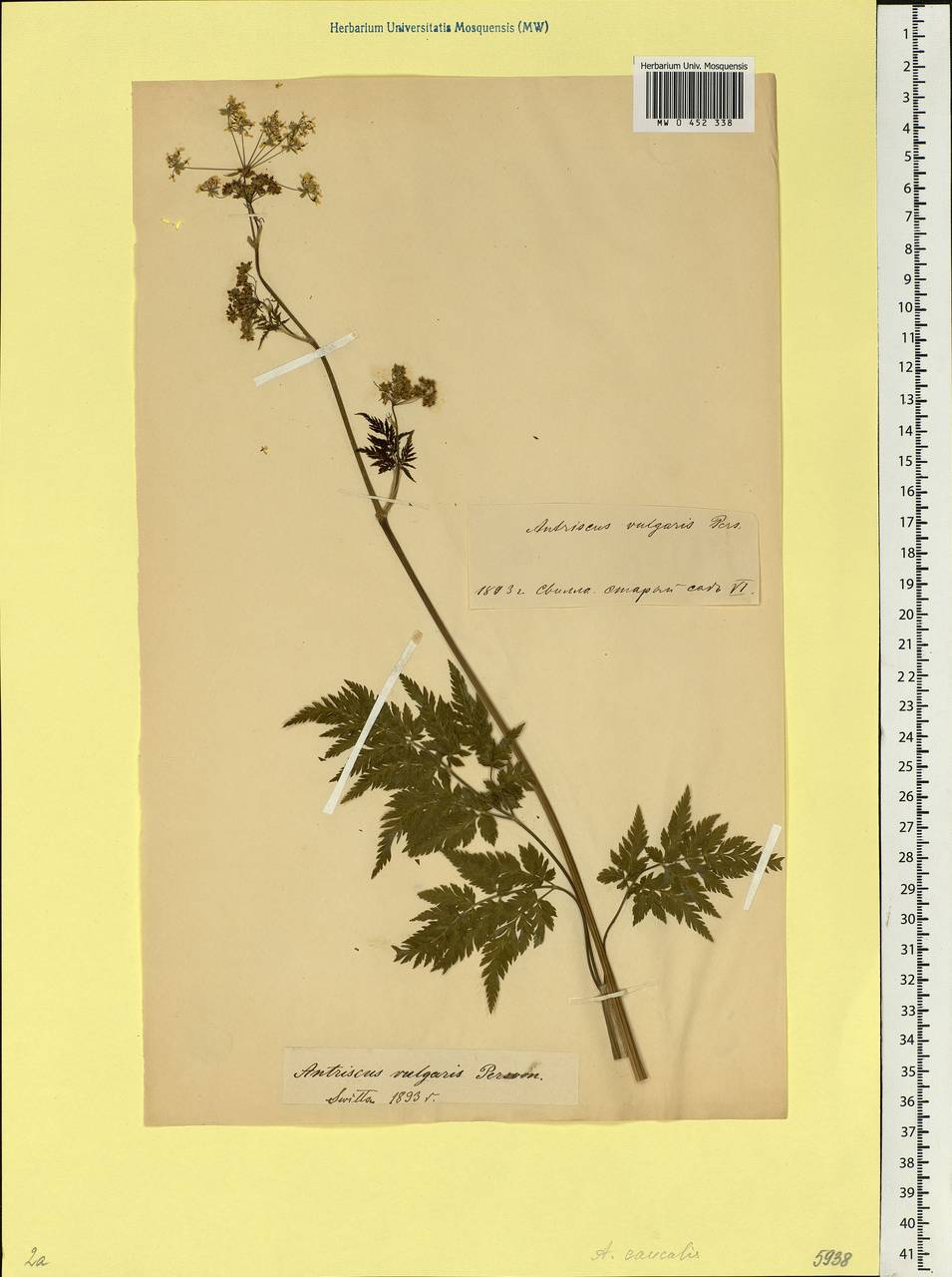 Anthriscus sylvestris, Eastern Europe, Belarus (E3a) (Belarus)