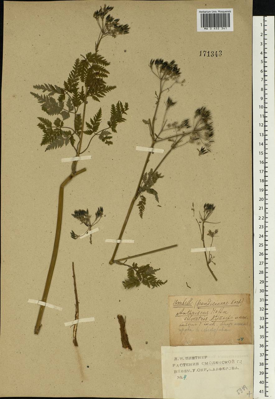 Anthriscus sylvestris, Eastern Europe, Western region (E3) (Russia)