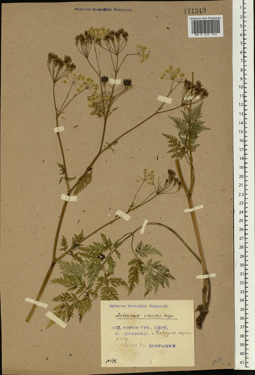 Anthriscus sylvestris (L.) Hoffm., Eastern Europe, Belarus (E3a) (Belarus)