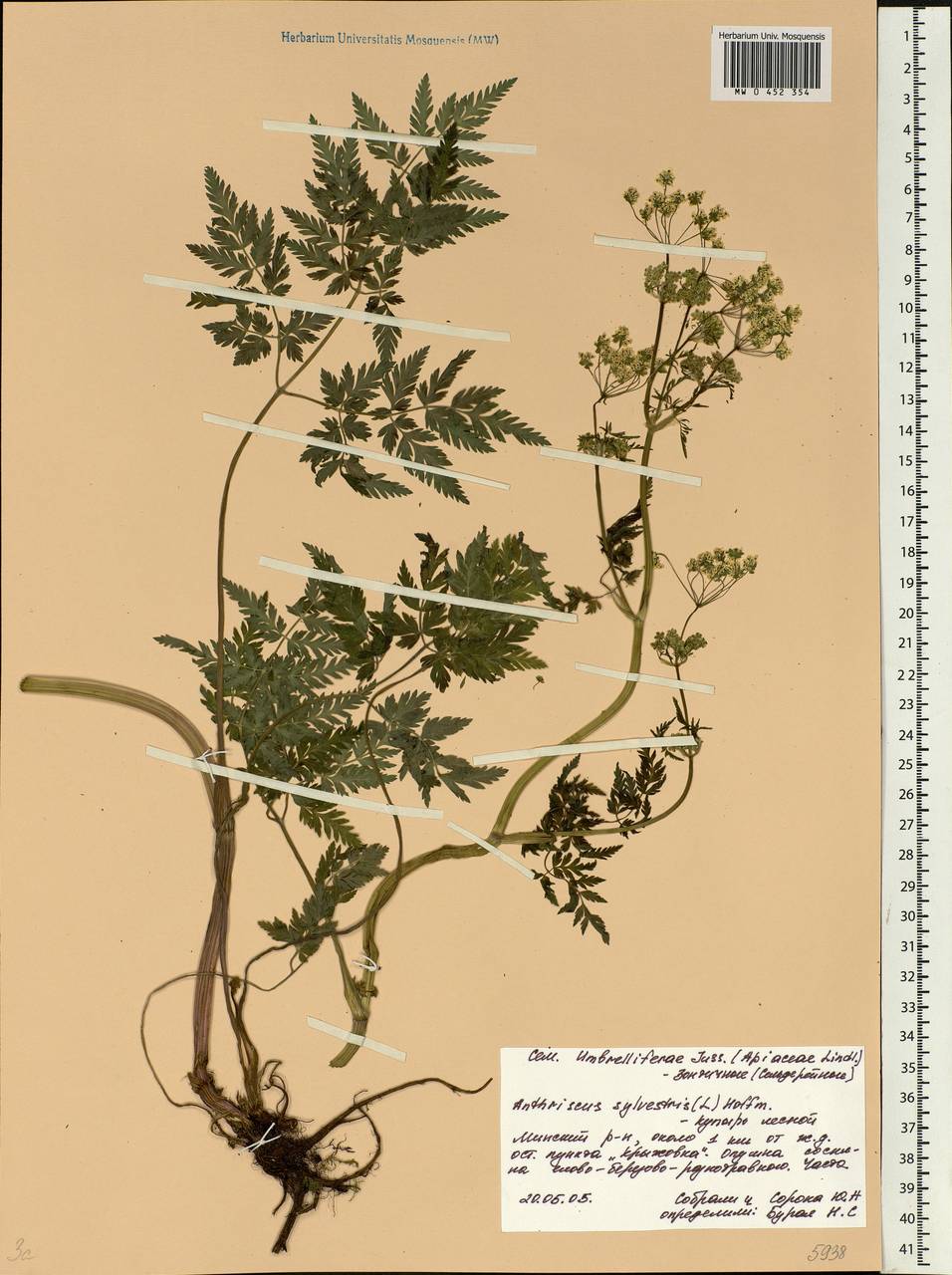 Anthriscus sylvestris, Eastern Europe, Belarus (E3a) (Belarus)