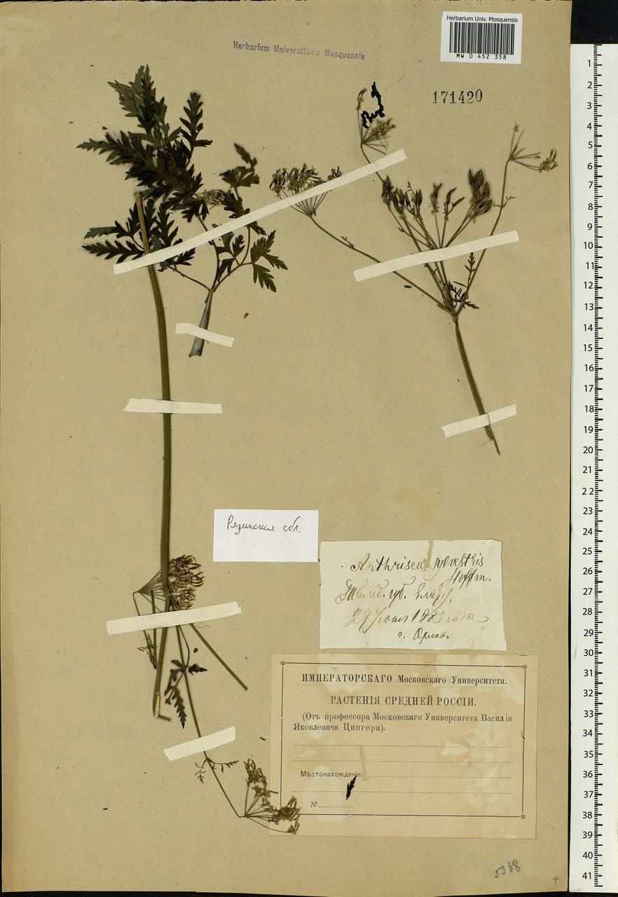 Anthriscus sylvestris, Eastern Europe, Central region (E4) (Russia)