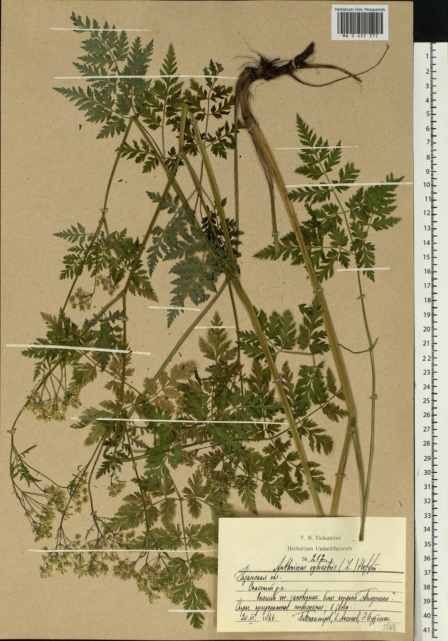 Anthriscus sylvestris, Eastern Europe, Central region (E4) (Russia)