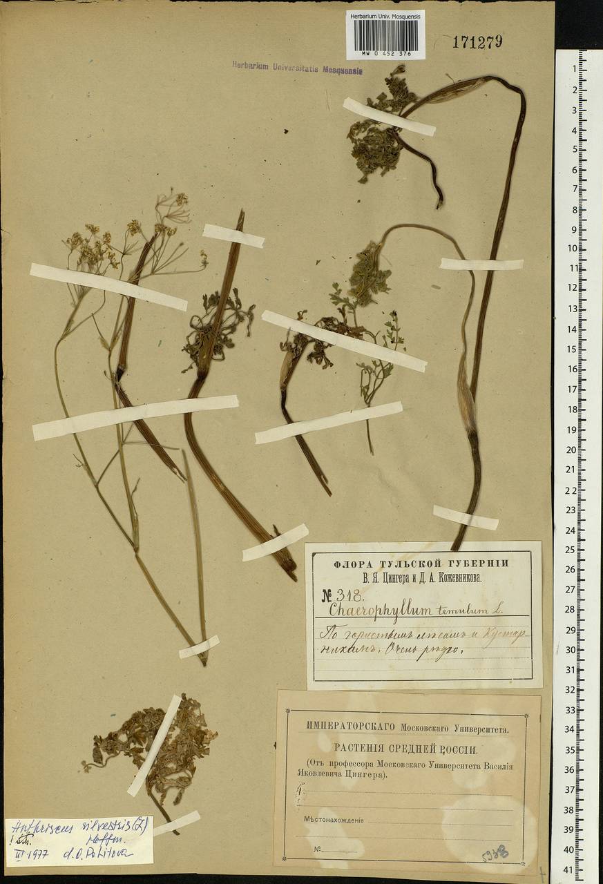 Anthriscus sylvestris, Eastern Europe, Central region (E4) (Russia)