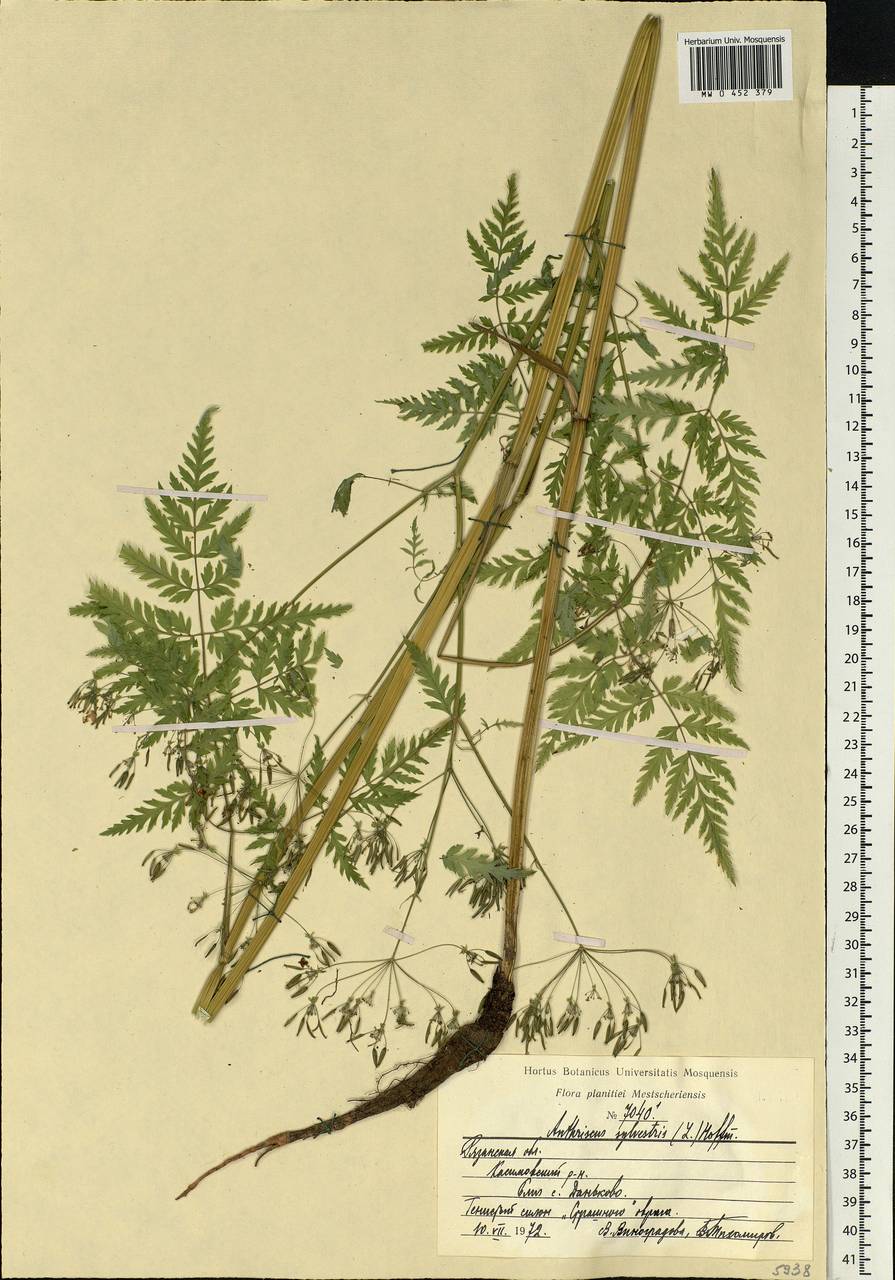 Anthriscus sylvestris, Eastern Europe, Central region (E4) (Russia)