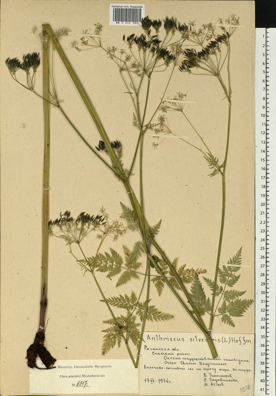 Anthriscus sylvestris, Eastern Europe, Central region (E4) (Russia)